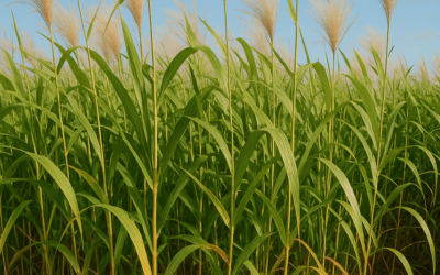 Miscanthus-Pellets: eine nachhaltige Alternative zu Energieholz